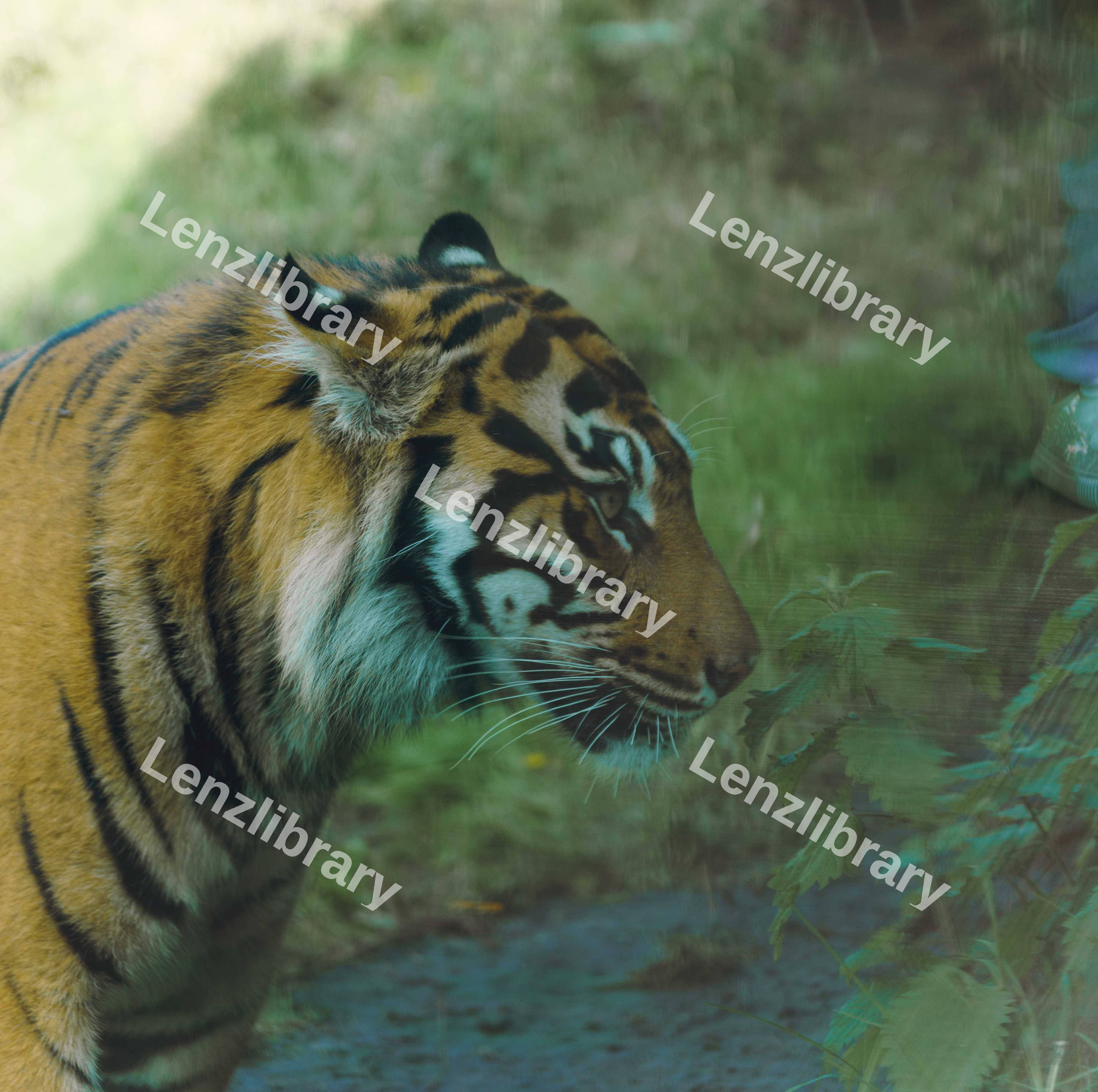 Menacing Tiger